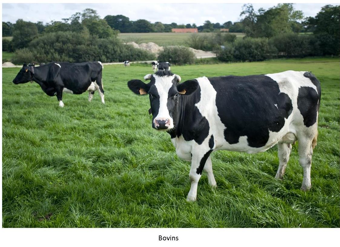 Bovins